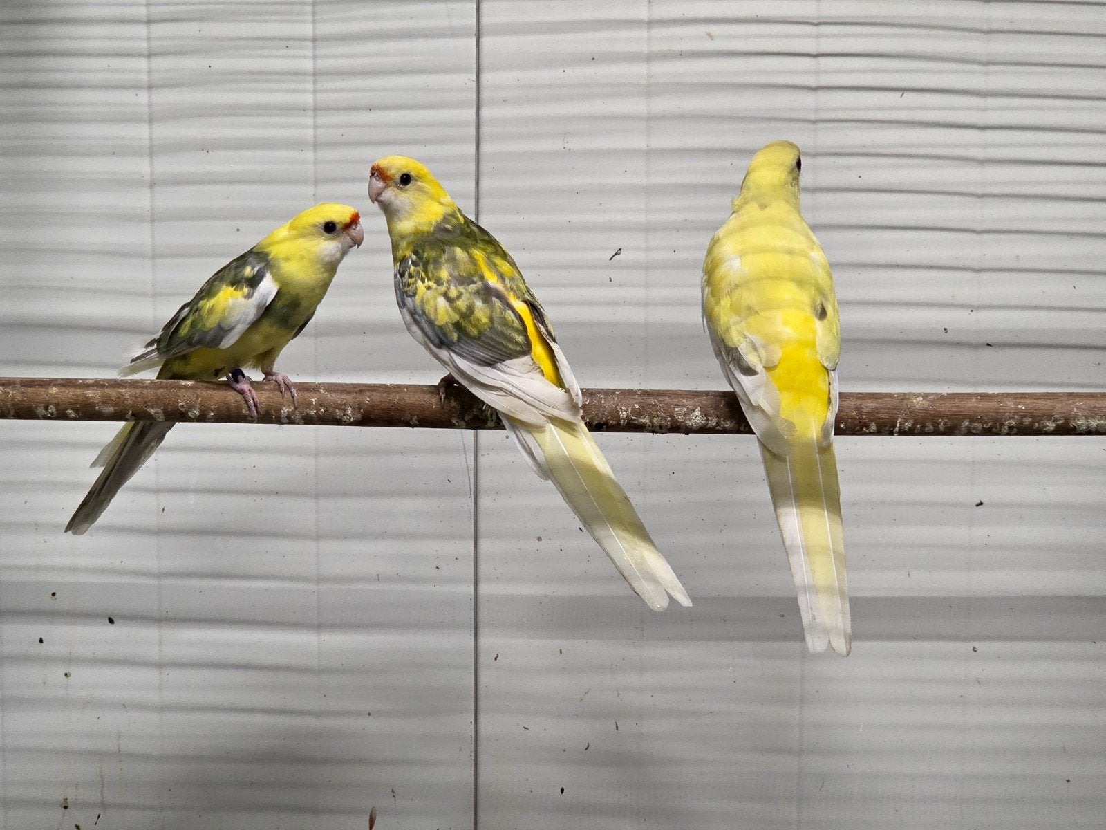 1-2 Bonte pennanten, Dieren en Toebehoren, Vogels | Parkieten en Papegaaien, Meerdere dieren, Parkiet