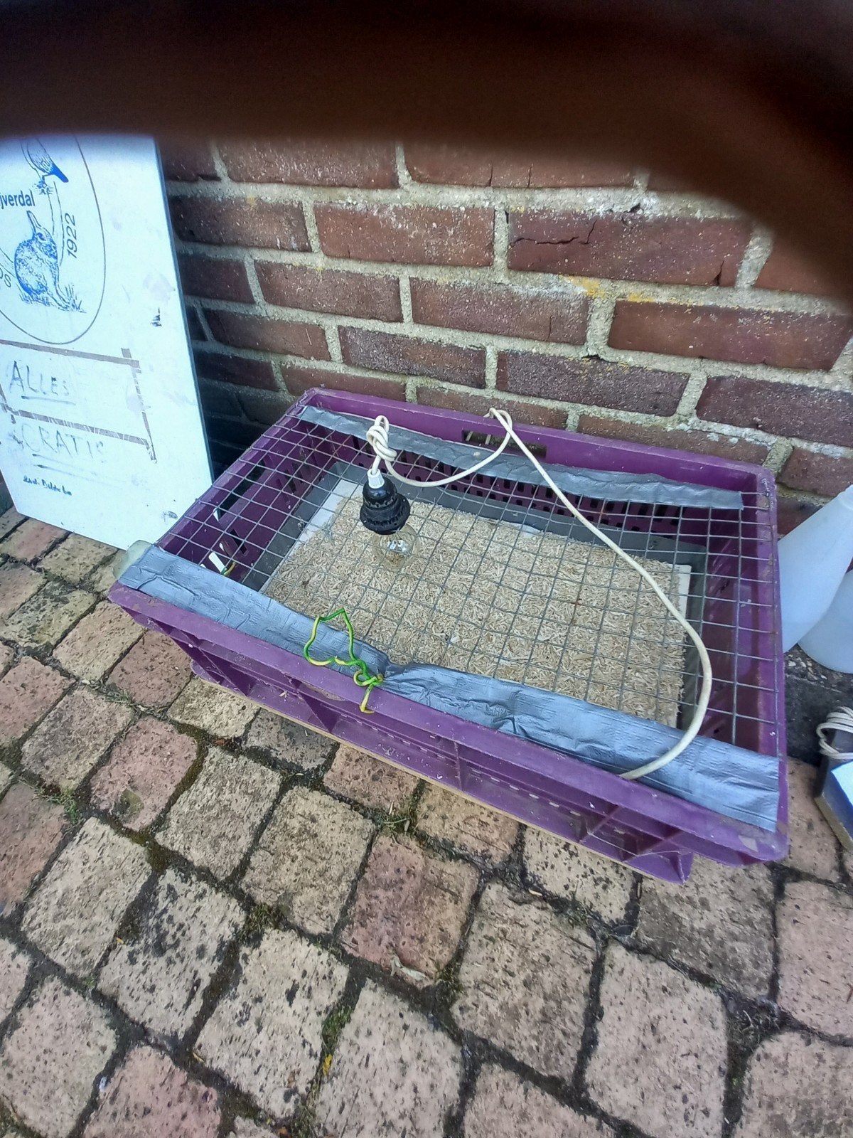 Kippen accessoires, Dieren en Toebehoren, Pluimvee, Vrouwelijk, Kip