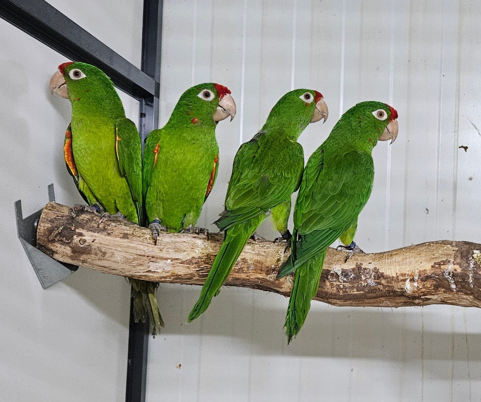 1-1 Aratinga finsch, Dieren en Toebehoren, Meerdere dieren, Geringd