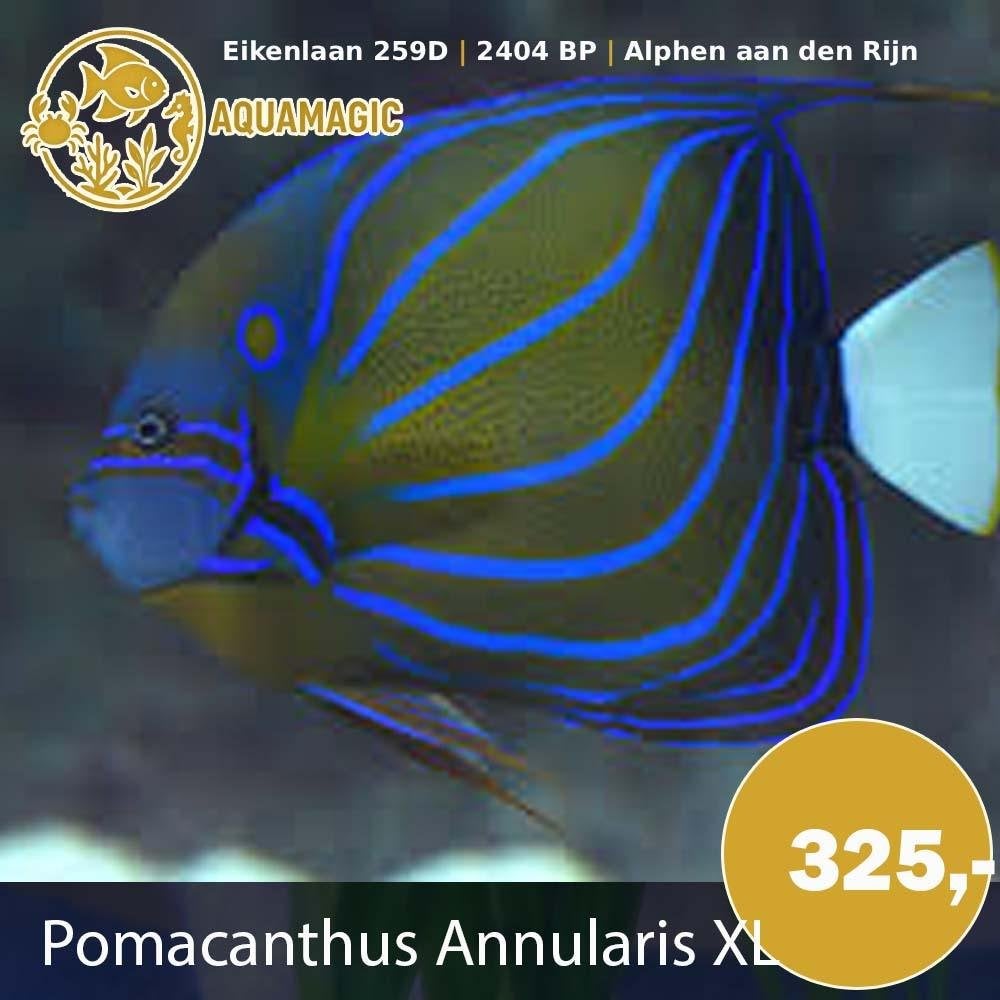 pomacanthus annularis xl, Vis, Zoutwatervis
