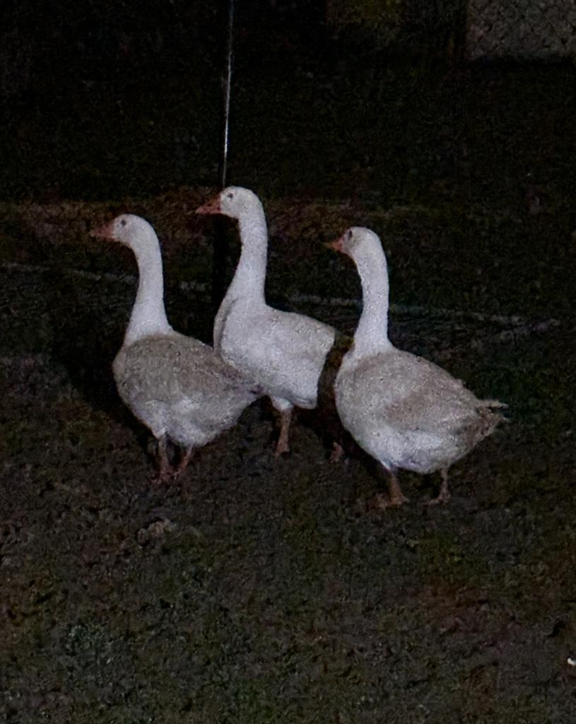 3 mooie ganzen, Dieren en Toebehoren, Pluimvee, Geslacht onbekend, Gans of Zwaan