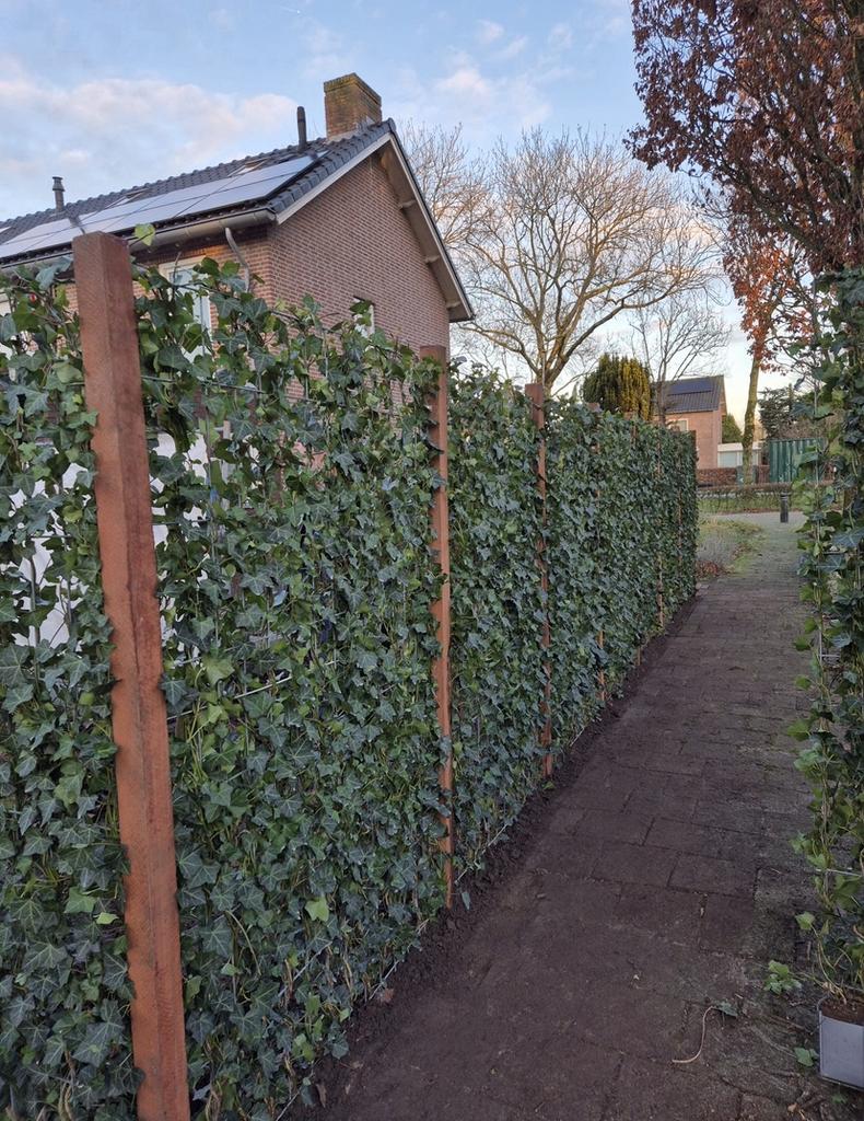 Hedera kant en klaar hagen 120x200 cm hoog, Ophalen of Verzenden, Overige soorten, 100 tot 250 cm