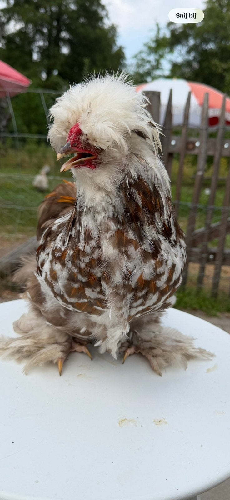Zijdehoender haan, Dieren en Toebehoren, Pluimvee, Mannelijk, Kip