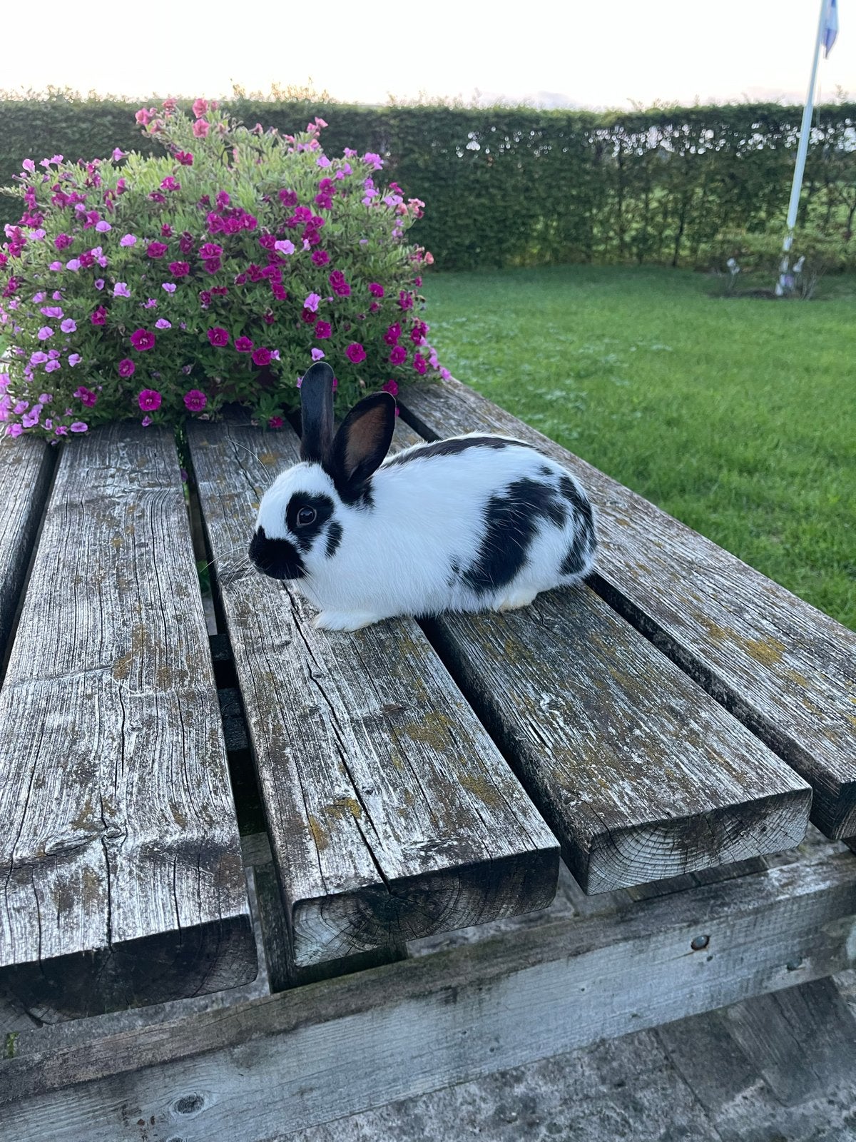 Lotharinger ram, Mannelijk, Juli, Overige typen, Tam