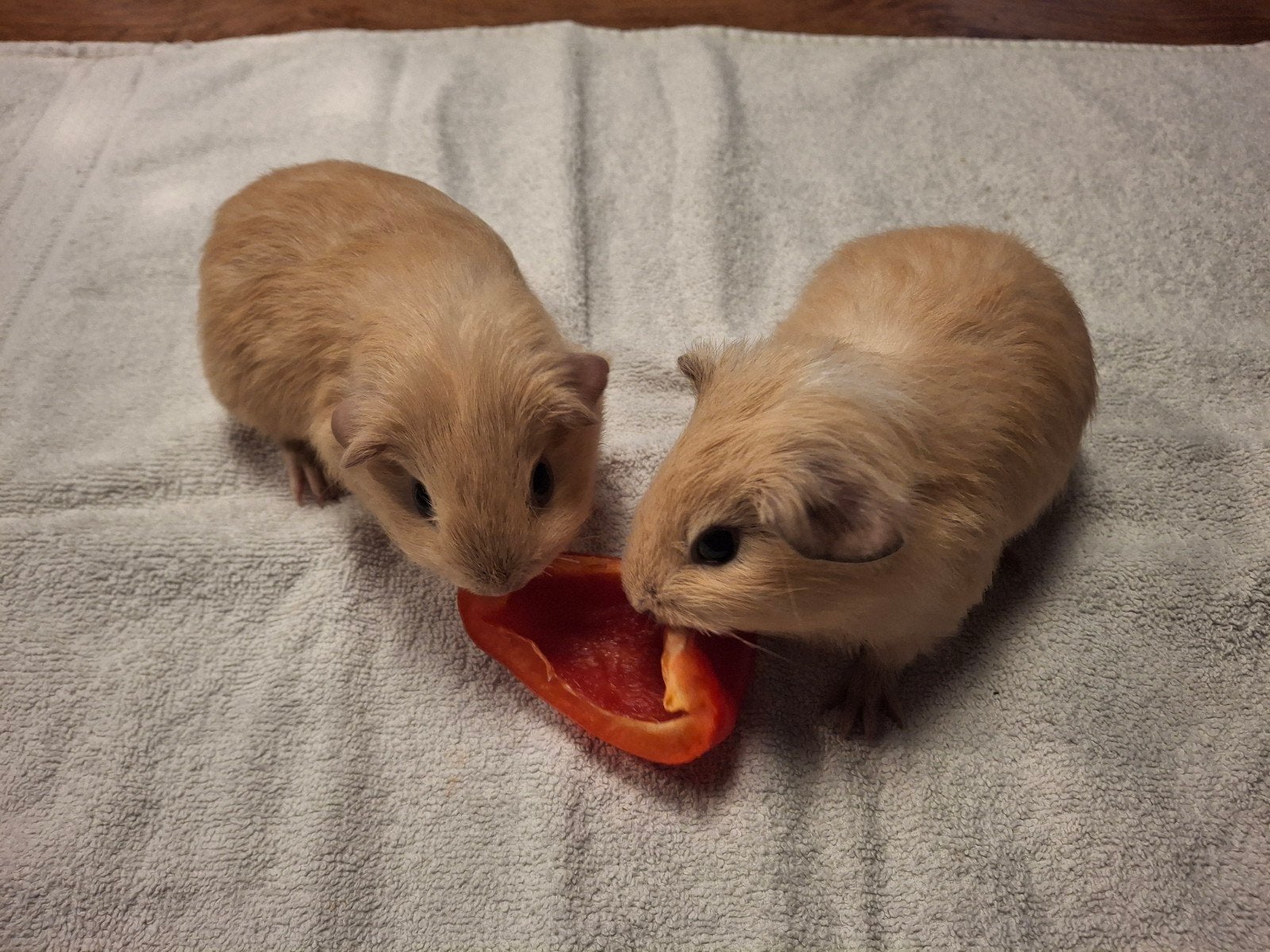 Twee crème cavia beertjes, Cavia, Mannelijk, Tam, September