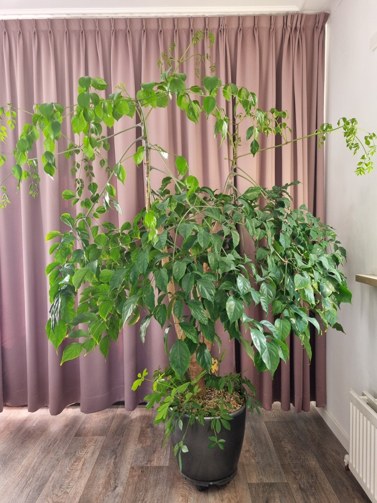 Grote Smaragdboom 2 meter (Radermachera sinica) - Kamerplant, Ophalen, Ficus, 200 cm of meer, Halfschaduw
