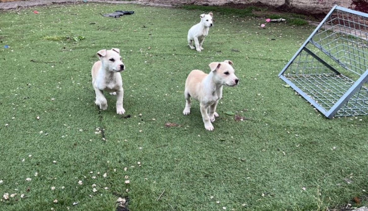 Leuke mechelse herder x Amerikaanse Stafford pups, 8 tot 15 weken, American Staffordshire Terriër, Meerdere, Meerdere dieren