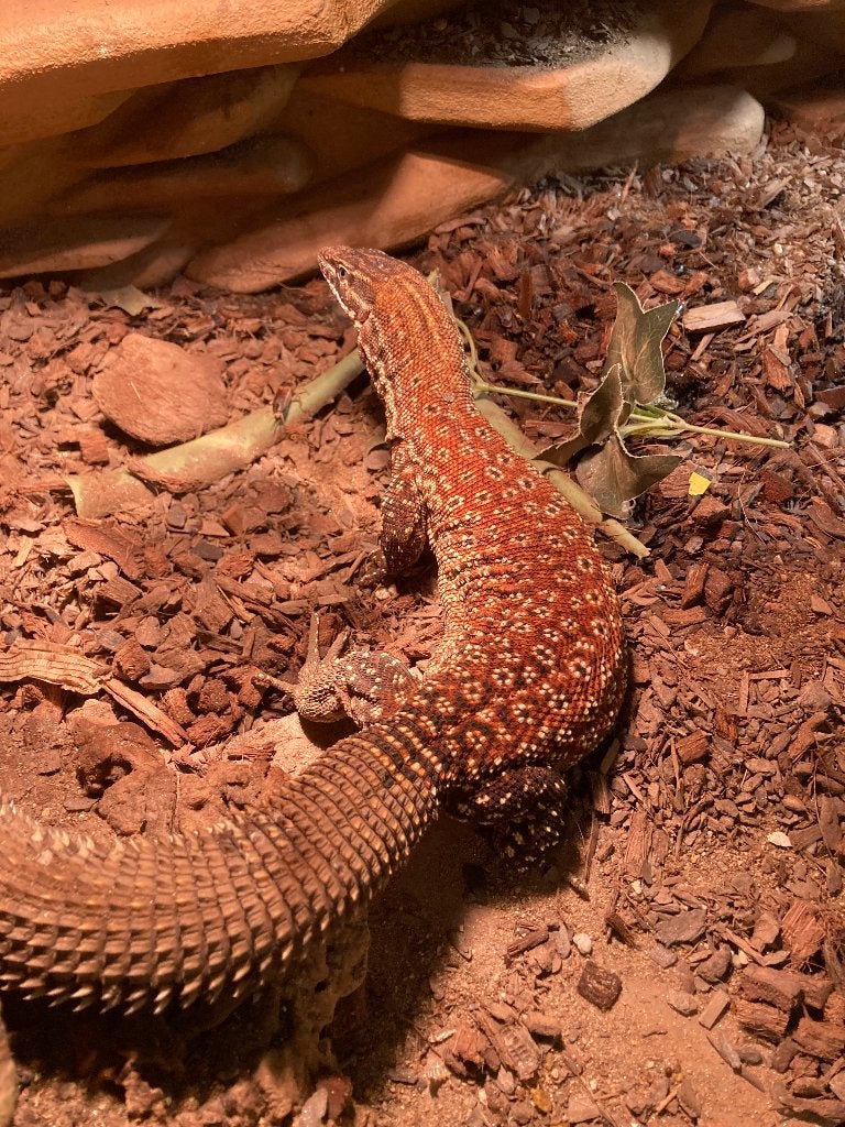 Varanus Ackies red Monitor Lizard photo 9