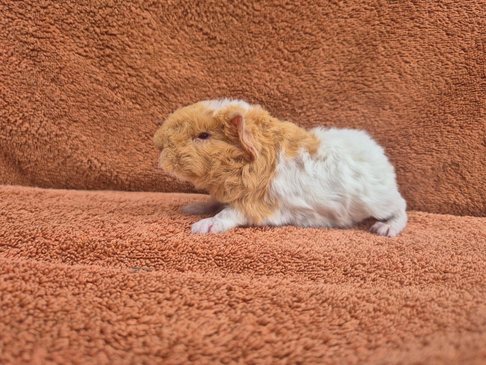 Merino beertje saffraan wit krullen langhaar lief stamboom, Dieren en Toebehoren, Cavia, Augustus, Mannelijk, Tam