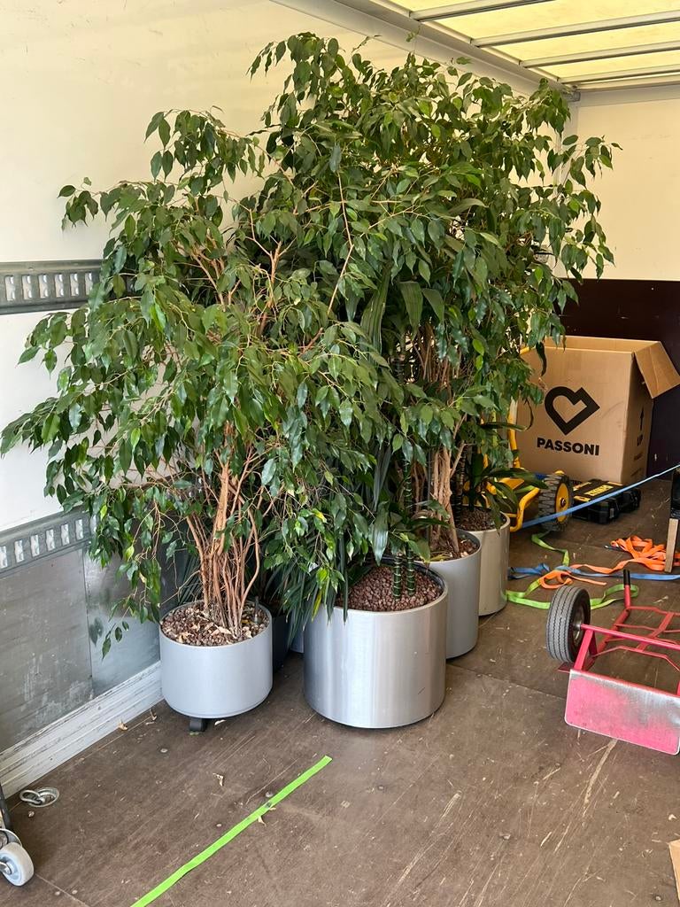 Partij hydrocultuur planten Kantoorplanten pot op wieltjes, Overige soorten, In pot, Minder dan 100 cm, Groene kamerplant