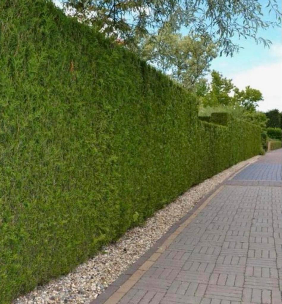 Thuja brabant coniferen haag, Tuin en Terras, Planten | Struiken en Hagen, Ophalen of Verzenden, Conifeer, 100 tot 250 cm