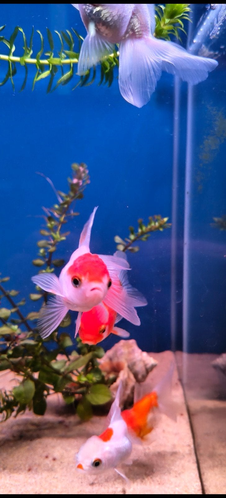 Leeuwekop, Dieren en Toebehoren, Vissen | Aquariumvissen, Kreeft, Krab of Garnaal