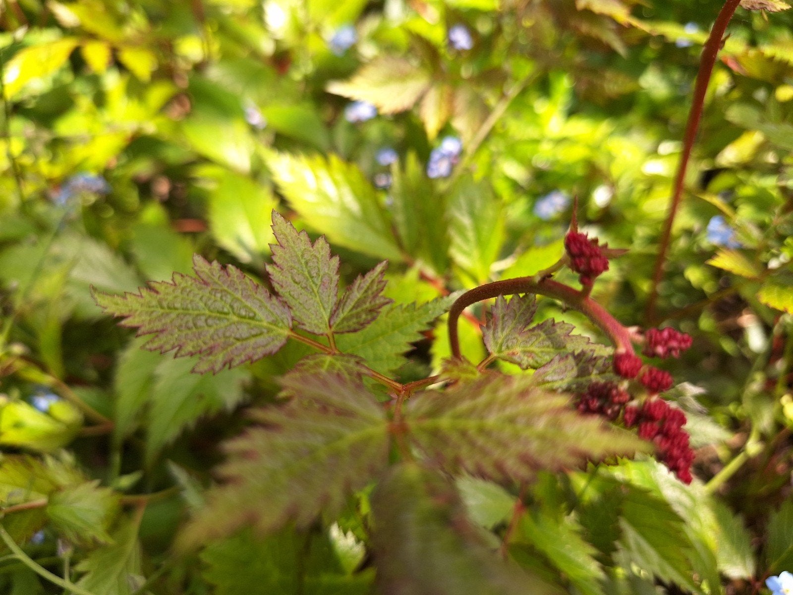 Pluimspirea (Astilbe), plantje, Tuin en Terras, Planten | Tuinplanten, Ophalen of Verzenden, Overige soorten, Halfschaduw