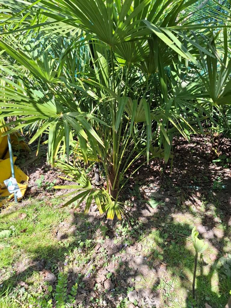 Winterharde palmboom ca 150-200 cm hoog., Ophalen
