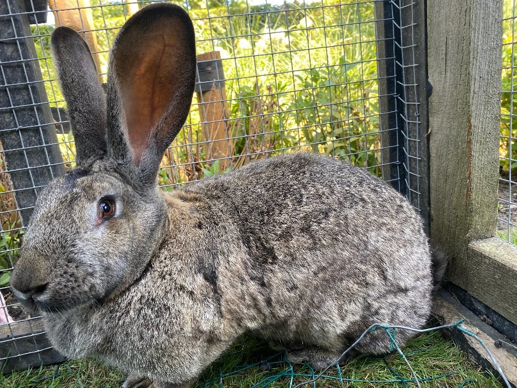 Te koop: Vlaamse reus en Duitse reus, Dieren en Toebehoren, Vrouwelijk, Groot, 3 tot 5 jaar