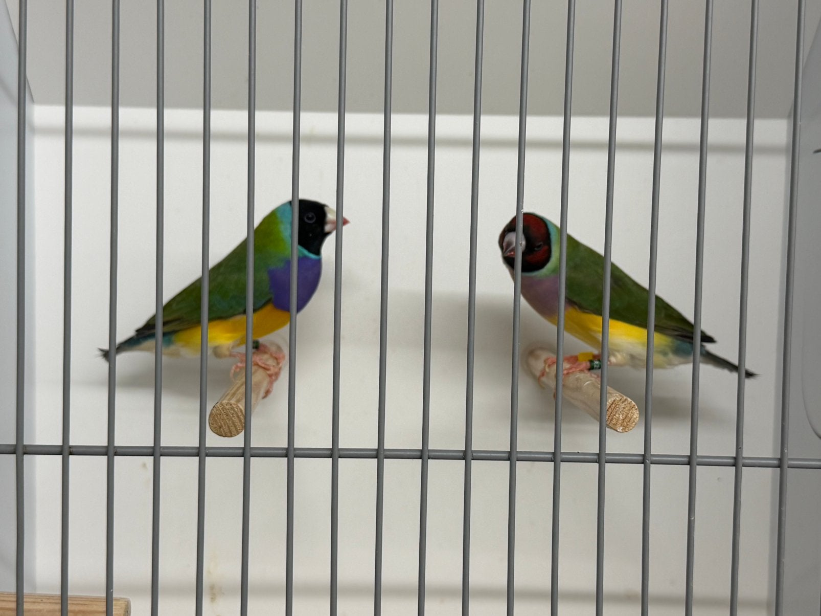 Gouldamadine koppels, Dieren en Toebehoren, Vogels | Overige Vogels, Meerdere dieren, Tropenvogel, Geringd