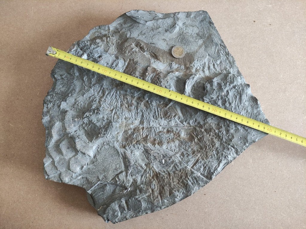 Ichtyosaurus dinosaurus fossiel, wervels, poten, ribben etc, Ophalen of Verzenden, Fossiel