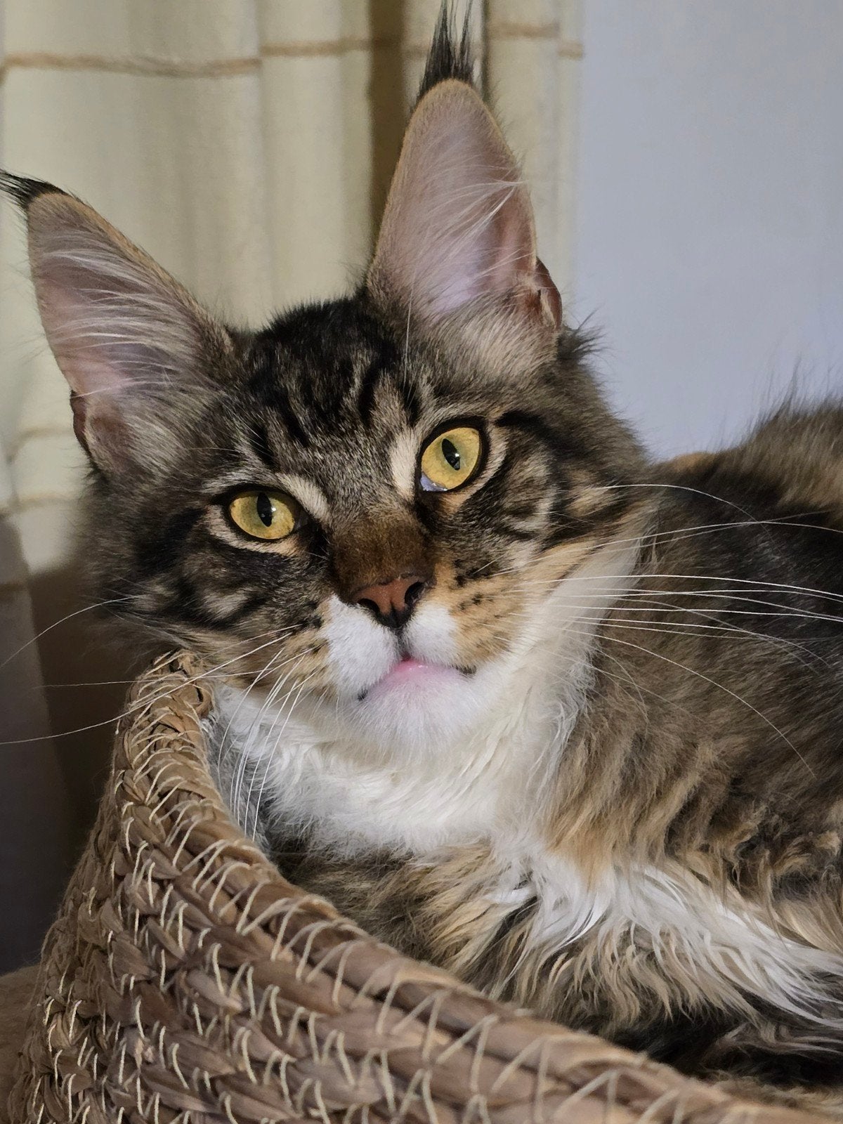 Jonge Maine Coon katertje heel lief met stamboom, Kater, Met stamboom, 0 tot 2 jaar