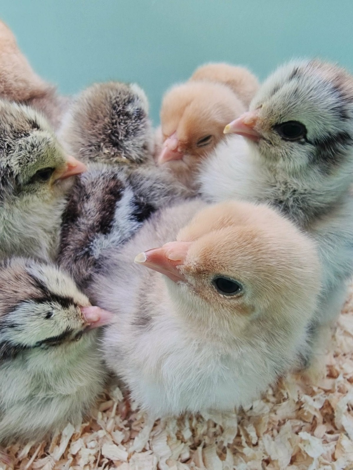 Brahma kriel hennen, buff en zilver patrijs, Dieren en Toebehoren, Vrouwelijk, Kip
