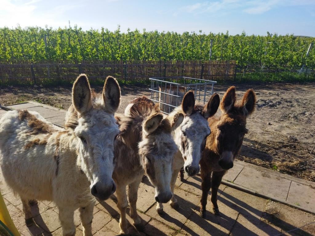 Ezels te koop, Dieren en Toebehoren, Meerdere dieren, Schaap