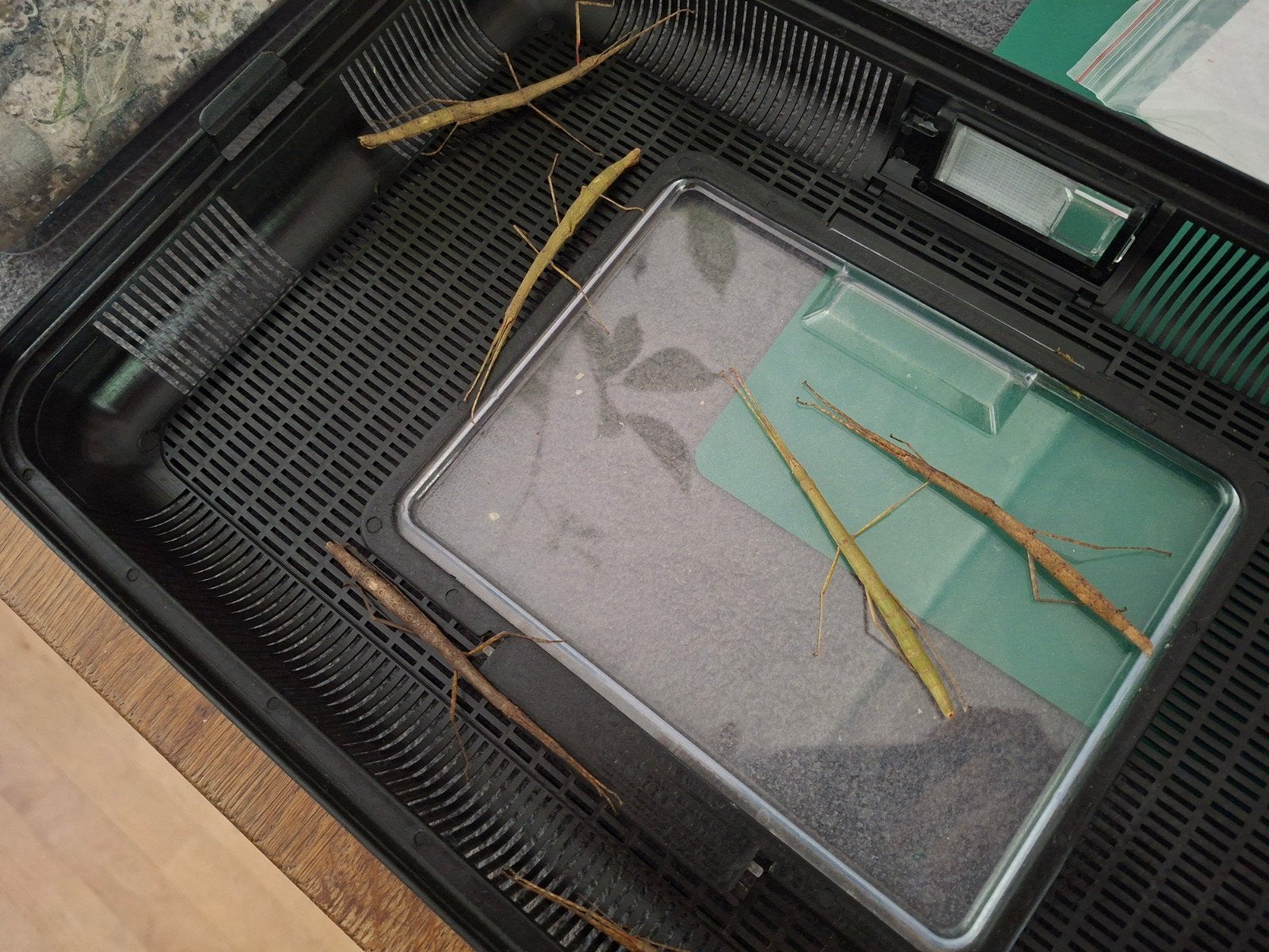 Wandelende takken 10 stuks met terrarium, Dieren en Toebehoren, Insecten en Spinnen, Wandelende tak