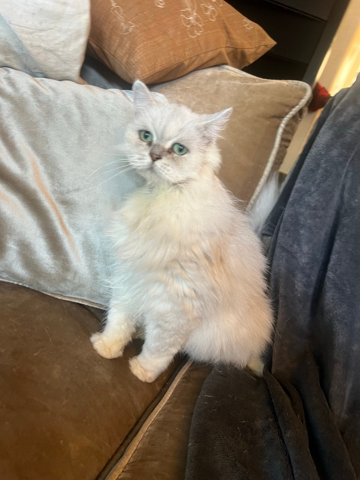 Lieve chinhilla  Perzische kater, Meerdere dieren