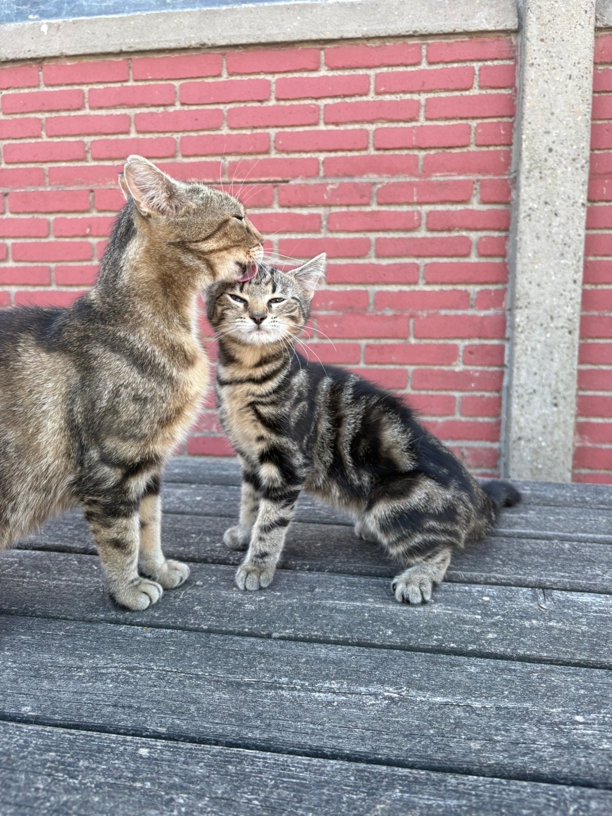1 poesje en 1 kater, Meerdere dieren, Kortharig, 0 tot 2 jaar