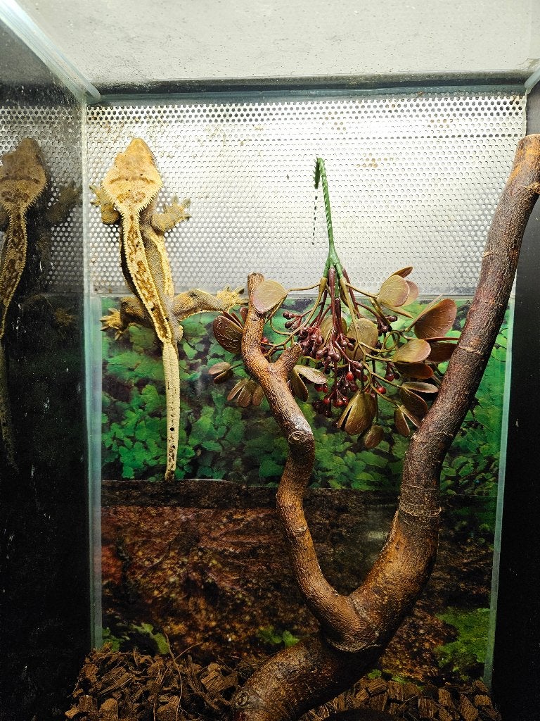 Correlophus ciliatus Wimpergekko's Crested Gecko photo 4