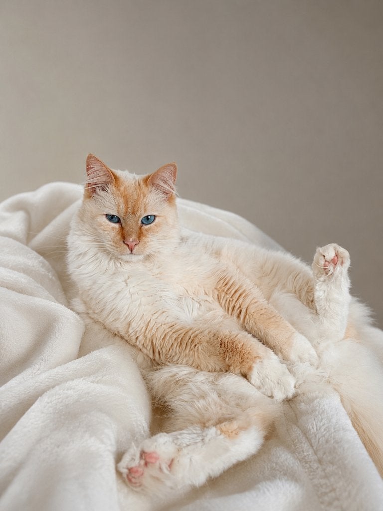 Ragdoll/Heilige Birmaan (oranje/ros/red), Kater, Gechipt, 0 tot 2 jaar