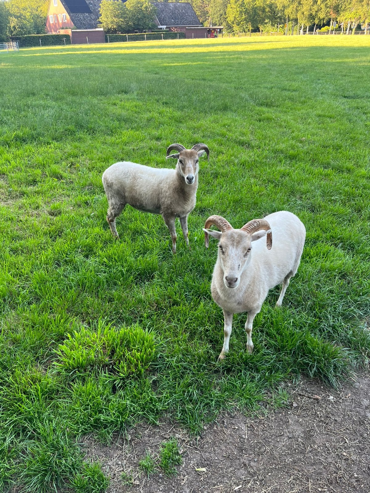 Schapen (zijn gereserveerd/verkocht), Dieren en Toebehoren, Schapen, Geiten en Varkens, Meerdere dieren, Schaap