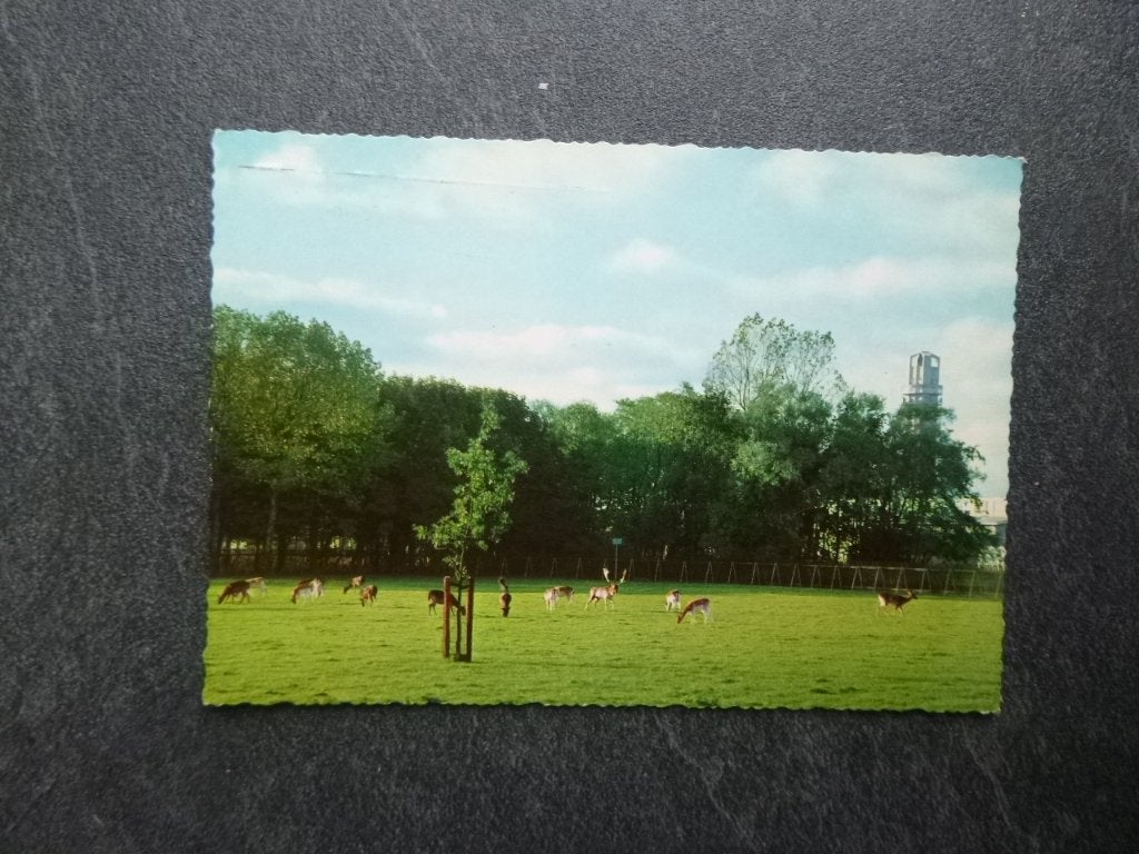 Alphen aan de Rijn, hertenkamp bij bospark 1969, Verzenden, 1960 tot 1980, Gelopen, Zuid-Holland
