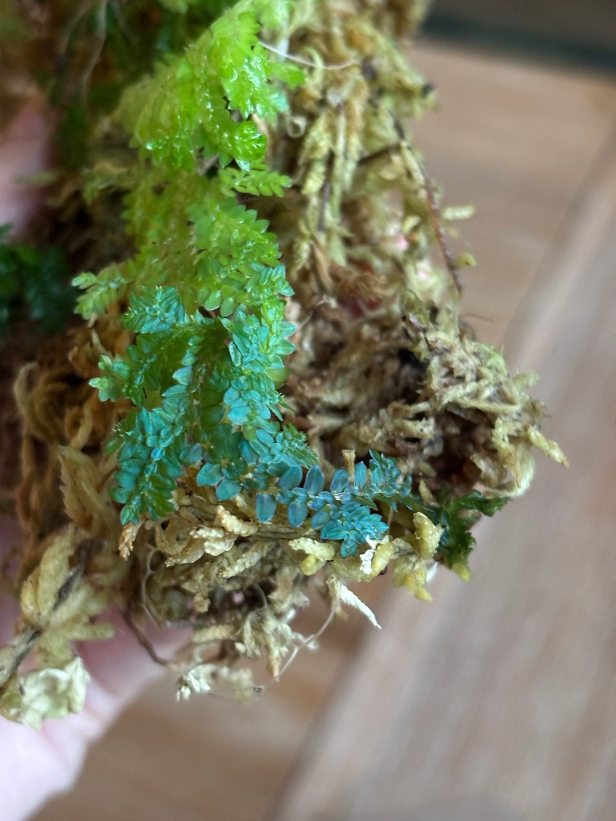Selaginella uncinata - Blauwe Varenmos, Ophalen, Vaste plant, Varens, Bloeit niet