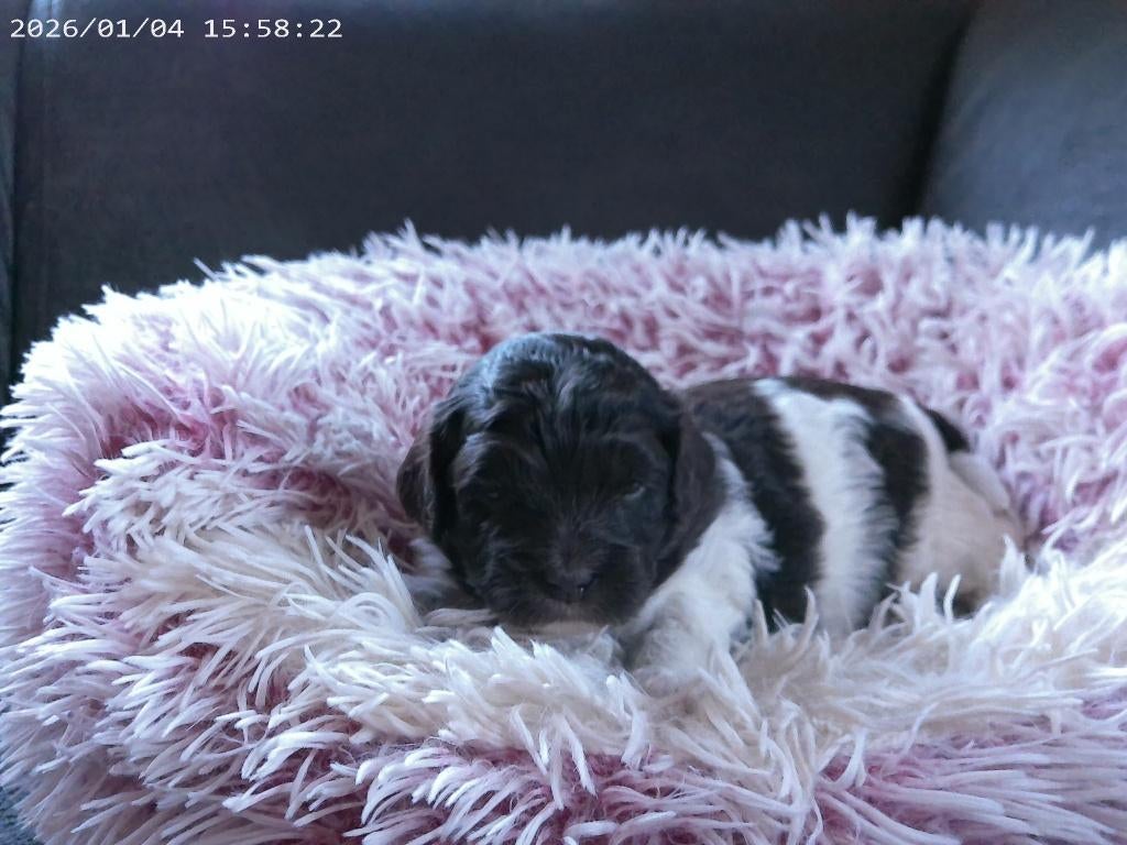 Mini Labradoodle pups, SHIHPOO, aparte kleurtjes, +/- 30cm, Overige rassen, 8 tot 15 weken, Meerdere, Meerdere dieren