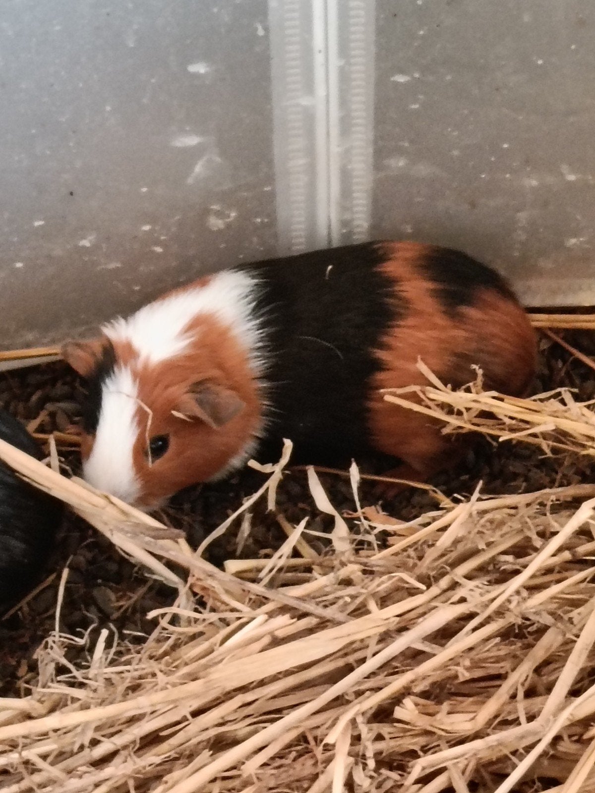 cavia s te koop, Dieren en Toebehoren, September, Meerdere dieren, Cavia