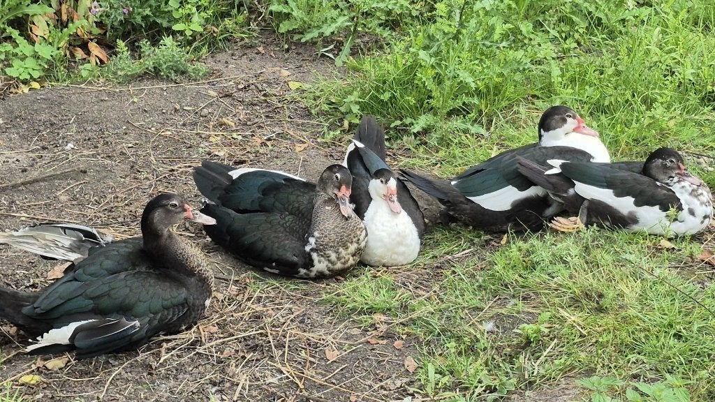 Volwassen muskus eenden, Meerdere dieren, Eend