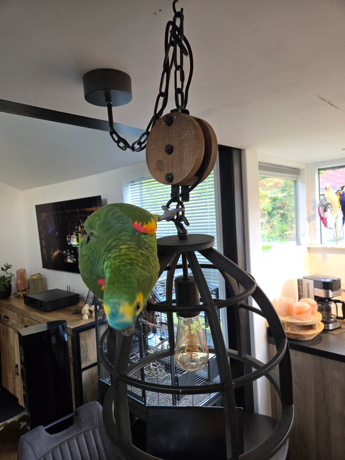 blauw voorhoofd amazone, Dieren en Toebehoren, Papegaai