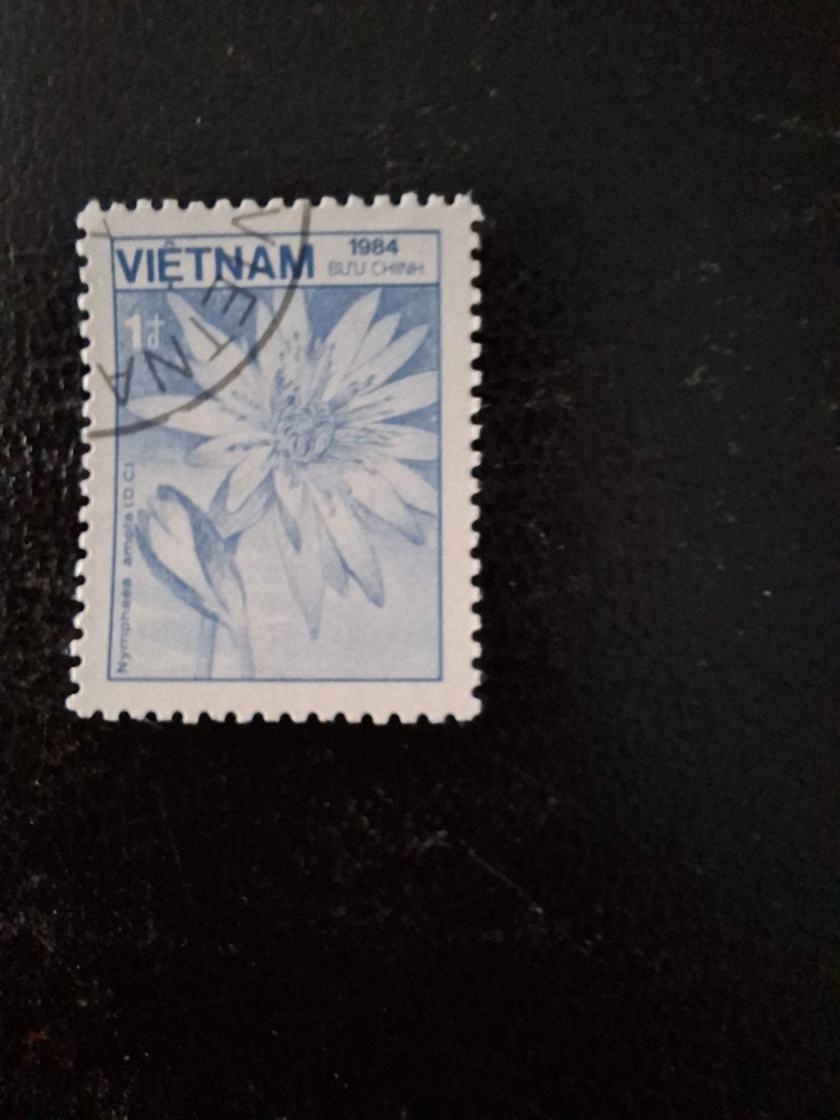 Bloemen.  Vietnam, Ophalen of Verzenden, Dier of Natuur
