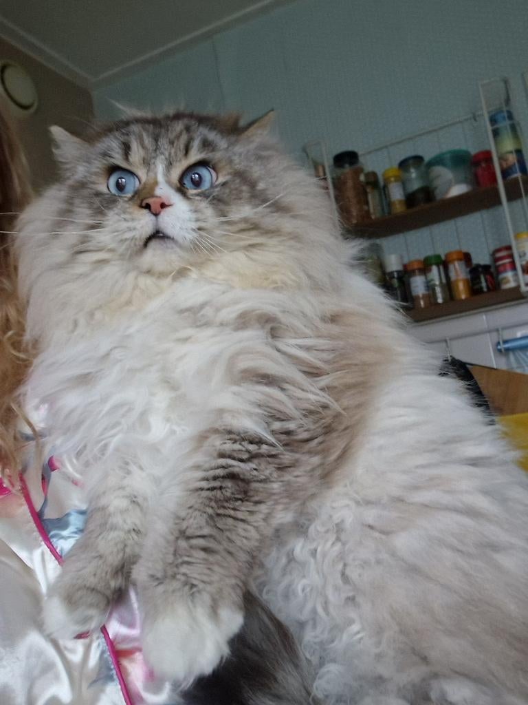Een Siberische  Neva Masquerade kater voor dekking., Kater, Met stamboom, 0 tot 2 jaar
