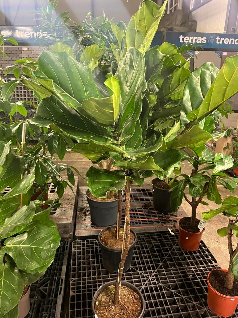 Ficus Lyrata – Op stam – 150cm