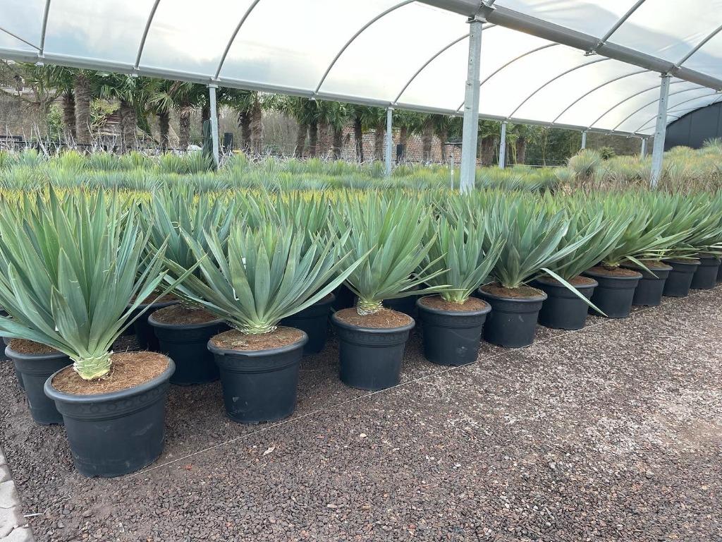 Olijfboom, Palmboom, Yucca rostrata, Vijgenboom, Leiboom,, Ophalen of Verzenden, 100 tot 250 cm, Olijfboom, Zomer
