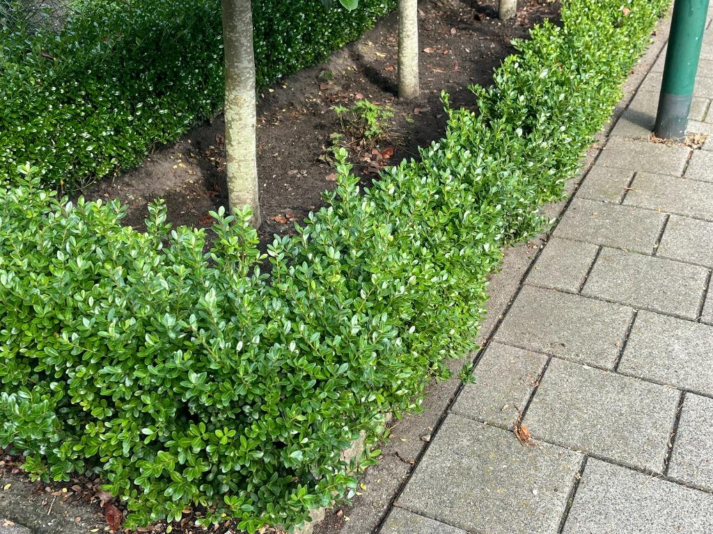 Ilex 'Caroline Upright'. DE Buxusvervanger!! Vanaf € 1,69, Ophalen, Buxus, Haag, Minder dan 100 cm