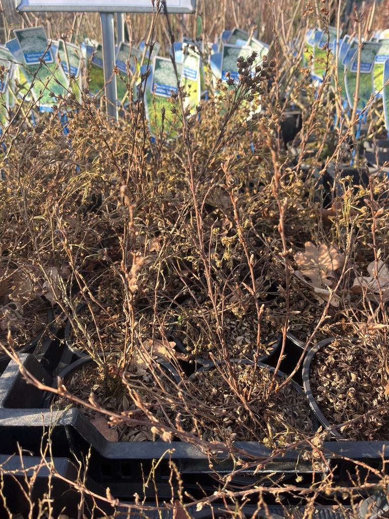Potentilla 'Abbotswood': Witte bloemen, bodembedekkend, Tuin en Terras, Planten | Tuinplanten, Vaste plant, Bodembedekkers, Volle zon