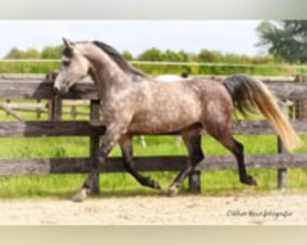 Volbloed Arabier, Minder dan 160 cm, Met stamboom, 7 tot 10 jaar, Recreatiepaard