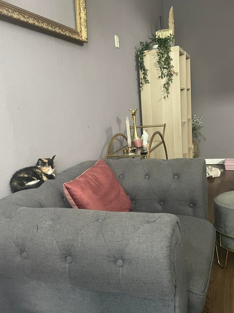 Poes, Dieren en Toebehoren, 0 tot 2 jaar