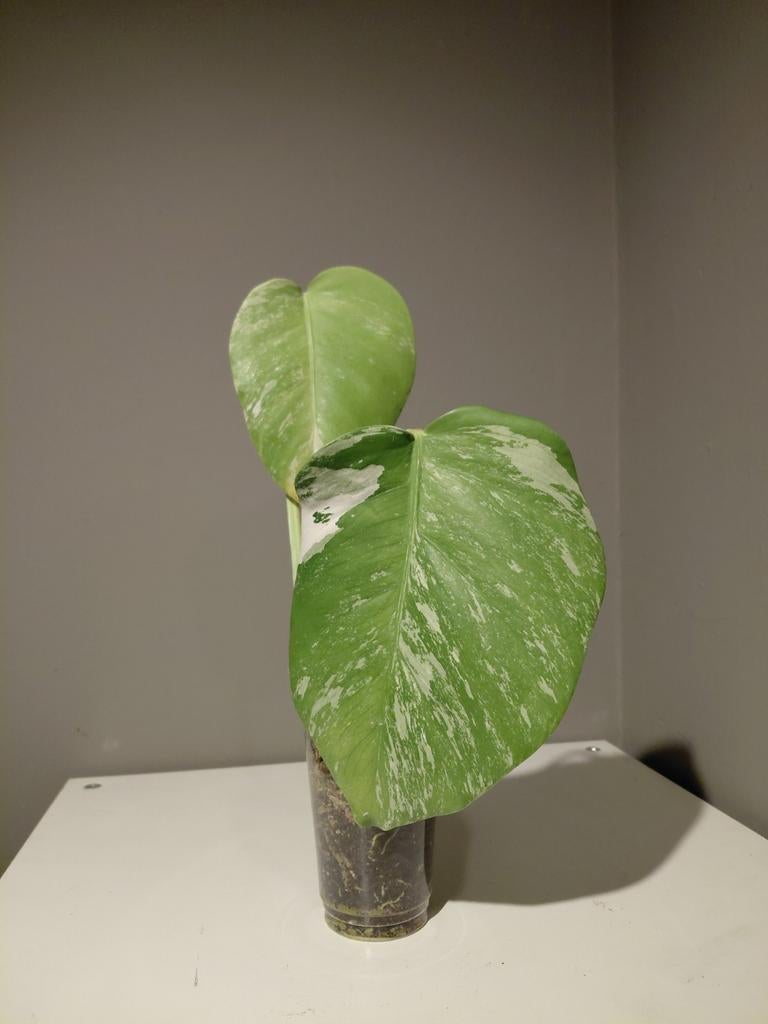 Monstera Albo Variegata kopstek  nr 17, Ophalen of Verzenden, Halfschaduw, Minder dan 100 cm