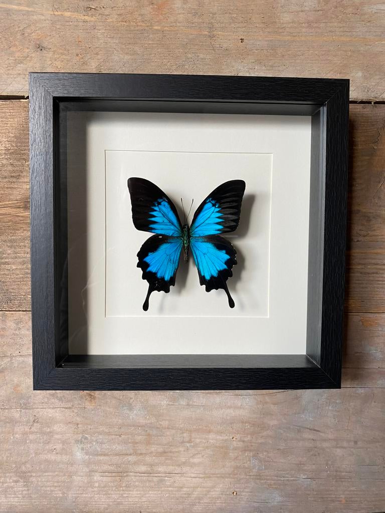 Mooie lijst met een opgezette vlinder (Papilio Ulysses), Ophalen of Verzenden, Nieuw, Insect, Opgezet dier