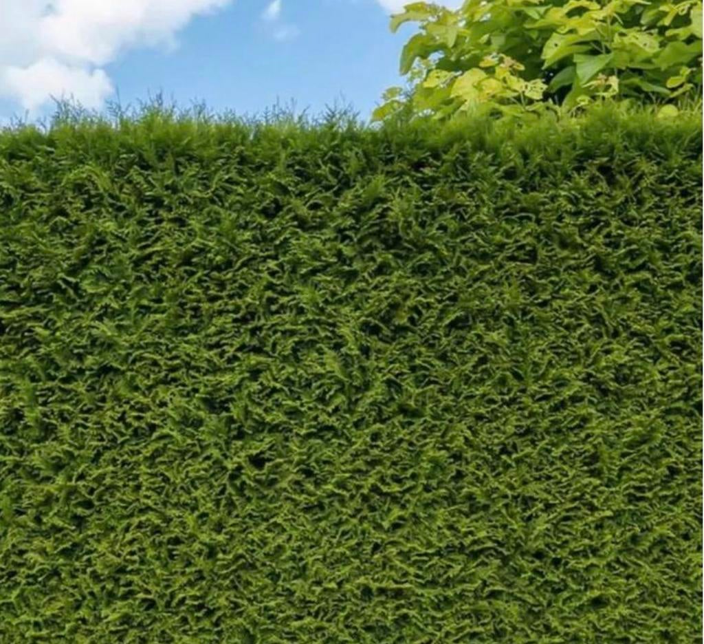 Conifeer Thuja Brabant, Tuin en Terras, Planten | Struiken en Hagen, Ophalen of Verzenden, Conifeer, 100 tot 250 cm