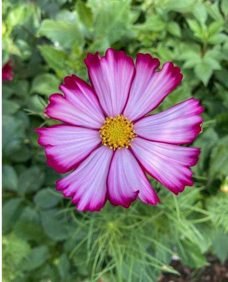 Cosmos Cosmea ‘Tip-Top’ zaden, Tuin en Terras, Bloembollen en Zaden, Volle zon, Ophalen of Verzenden