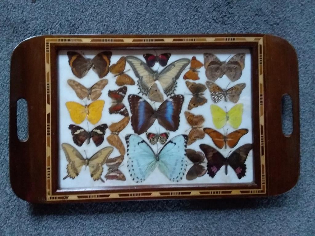 Vintage Dienblad met Vlinders, Ophalen