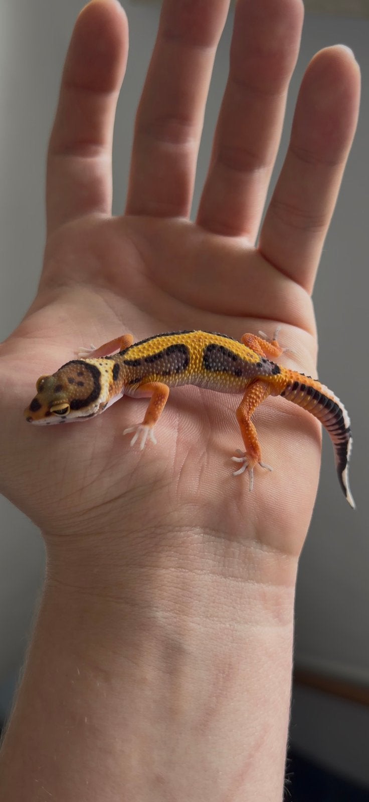 1.0 luipaardgekko, Dieren en Toebehoren, Reptielen en Amfibieën, Hagedis, 0 tot 2 jaar